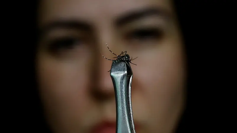 Dengue, Mosquito-Borne Diseases Rising In Europe Due To Climate Change 2024